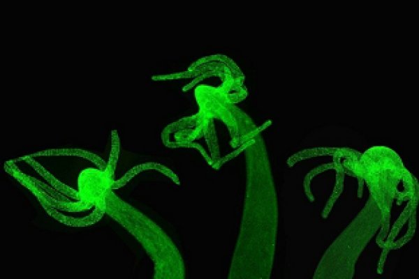 Кракен даркнет ссылка kraken link24 info